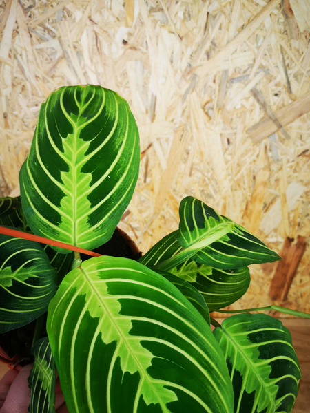 Maranta Leuconeura 'Lemon Lime' 3 | Plant & Paint Hull ...