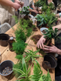 Picture of Kokedama Workshop